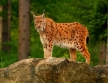 Найбільша кішка Європи: як в Україні оберігатимуть рись | Відкритий ліс